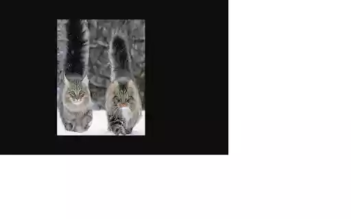 Clap For Cat  from Chrome web store to be run with OffiDocs Chromium online