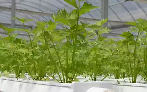 Clean vegetable technology  from Chrome web store to be run with OffiDocs Chromium online