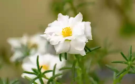 Clock flower  from Chrome web store to be run with OffiDocs Chromium online