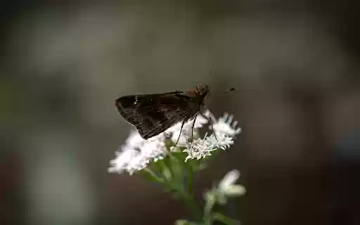 Close up of Moth Pollinating on a White Flower  from Chrome web store to be run with OffiDocs Chromium online
