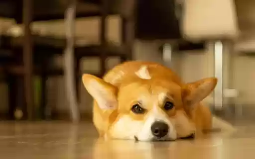 Close Up Shot of a Corgi Lying on the Floor  from Chrome web store to be run with OffiDocs Chromium online