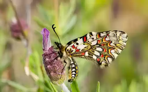 closeup zerynthia rumina butterfly sitting flower garden captured daytime  from Chrome web store to be run with OffiDocs Chromium online