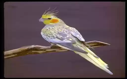 Cockatiel Wallpaper  from Chrome web store to be run with OffiDocs Chromium online