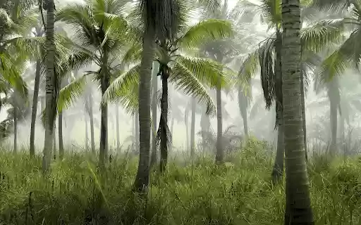 Coconut garden  from Chrome web store to be run with OffiDocs Chromium online