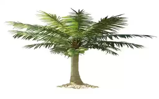 coconut tree wallpaper from Chrome web store to be run with OffiDocs Chromium online coconut tree wallpaper from Chrome web store to be run with OffiDocs Chromium online