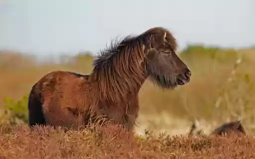 Coffee Color Horse from Chrome web store to be run with OffiDocs Chromium online Coffee Color Horse from Chrome web store to be run with OffiDocs Chromium online