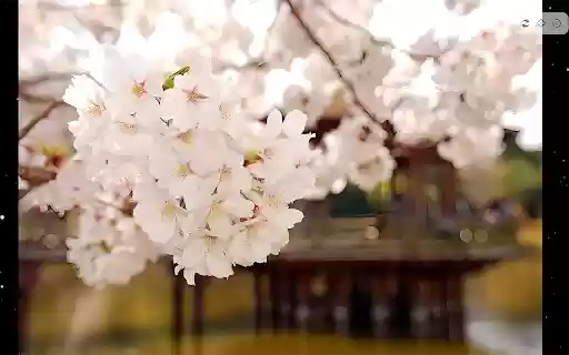 Collect Wallpaper  from Chrome web store to be run with OffiDocs Chromium online