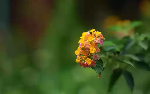 Color changing flower branch  from Chrome web store to be run with OffiDocs Chromium online