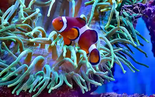 Colorful anemonefish swimming in big aquarium from Chrome web store to be run with OffiDocs Chromium online Colorful anemonefish swimming in big aquarium from Chrome web store to be run with OffiDocs Chromium online