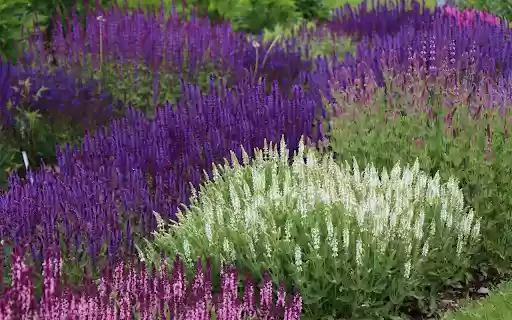 Colorful Flower Garden  from Chrome web store to be run with OffiDocs Chromium online