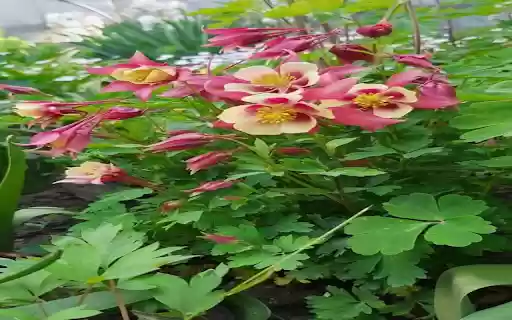 Columbine Flower Wallpaper from Chrome web store to be run with OffiDocs Chromium online Columbine Flower Wallpaper from Chrome web store to be run with OffiDocs Chromium online