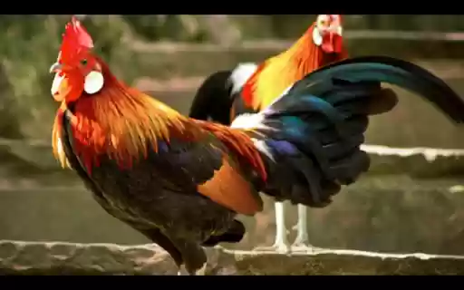 Con ga trong  from Chrome web store to be run with OffiDocs Chromium online