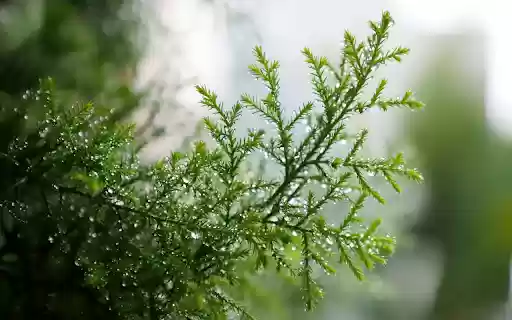 Coniferous branches from Chrome web store to be run with OffiDocs Chromium online Coniferous branches from Chrome web store to be run with OffiDocs Chromium online