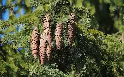 Coniferous fruit from Chrome web store to be run with OffiDocs Chromium online Coniferous fruit from Chrome web store to be run with OffiDocs Chromium online