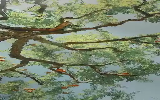 Cool tree wallpaper from Chrome web store to be run with OffiDocs Chromium online Cool tree wallpaper from Chrome web store to be run with OffiDocs Chromium online