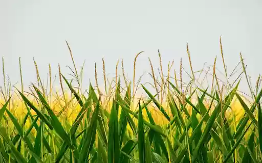 Cornflowers from Chrome web store to be run with OffiDocs Chromium online Cornflowers from Chrome web store to be run with OffiDocs Chromium online