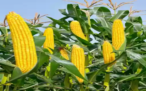 Corn plants Wallpaper  from Chrome web store to be run with OffiDocs Chromium online