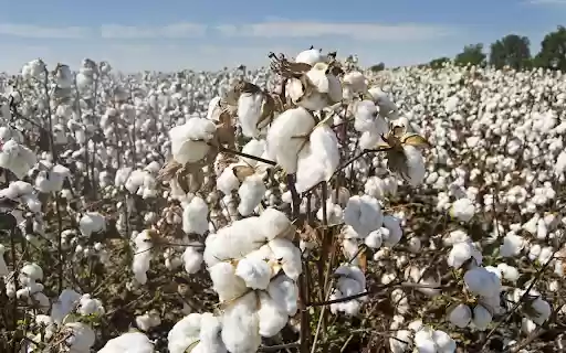 Cotton garden  from Chrome web store to be run with OffiDocs Chromium online