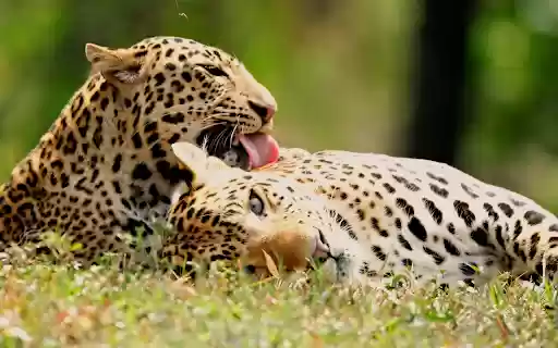 Couple of romantic leopards  from Chrome web store to be run with OffiDocs Chromium online