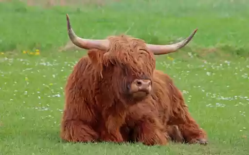 Cow in the middle of the field  from Chrome web store to be run with OffiDocs Chromium online