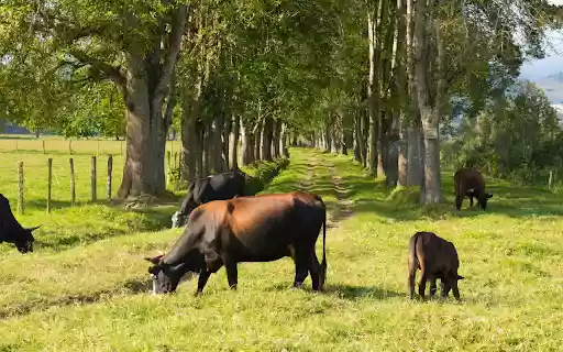 cows and grassy road  from Chrome web store to be run with OffiDocs Chromium online