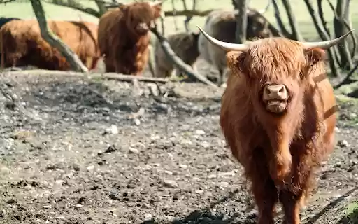Cows on the Plateau from Chrome web store to be run with OffiDocs Chromium online Cows on the Plateau from Chrome web store to be run with OffiDocs Chromium online