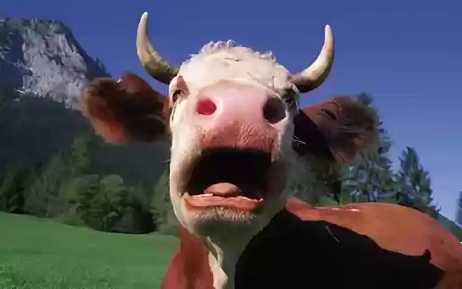 Cow: The Gentle and Valuable Farm Animal  from Chrome web store to be run with OffiDocs Chromium online