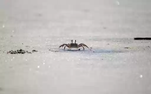 CRAB Theme  from Chrome web store to be run with OffiDocs Chromium online