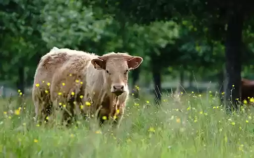 Cream brown cow  from Chrome web store to be run with OffiDocs Chromium online