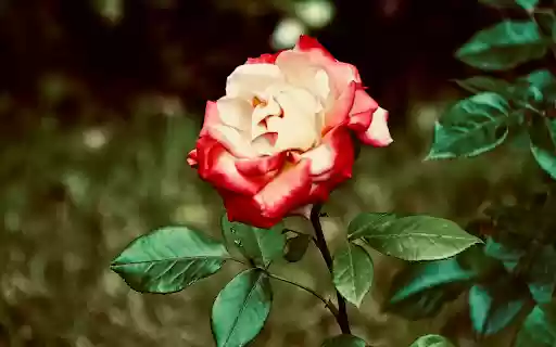 Cream Red Rose  from Chrome web store to be run with OffiDocs Chromium online