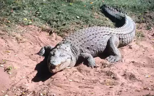 Crocodile Emerging onto the Shore  from Chrome web store to be run with OffiDocs Chromium online