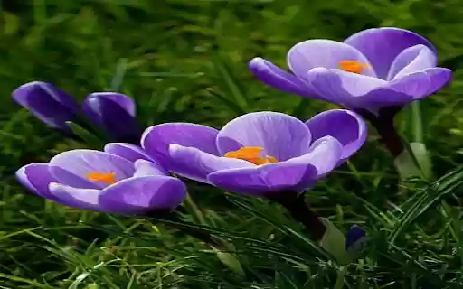 Crocus sativus flowerwallpaper  from Chrome web store to be run with OffiDocs Chromium online