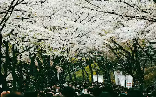 Crowd of People Walking under Cherry Trees  from Chrome web store to be run with OffiDocs Chromium online