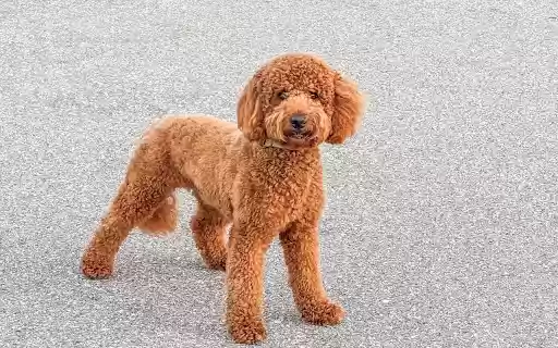 Curly dog ​​with round eyes  from Chrome web store to be run with OffiDocs Chromium online