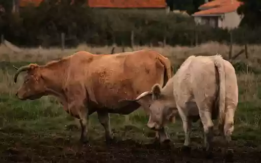 Curvy horned cows  from Chrome web store to be run with OffiDocs Chromium online