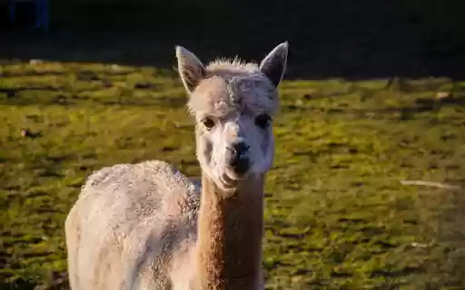Cute alpaca  from Chrome web store to be run with OffiDocs Chromium online