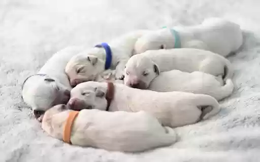 Cute and beautiful puppies  from Chrome web store to be run with OffiDocs Chromium online
