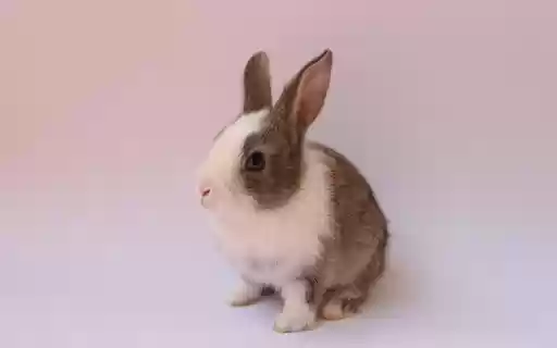 Cute Baby Bunny  from Chrome web store to be run with OffiDocs Chromium online