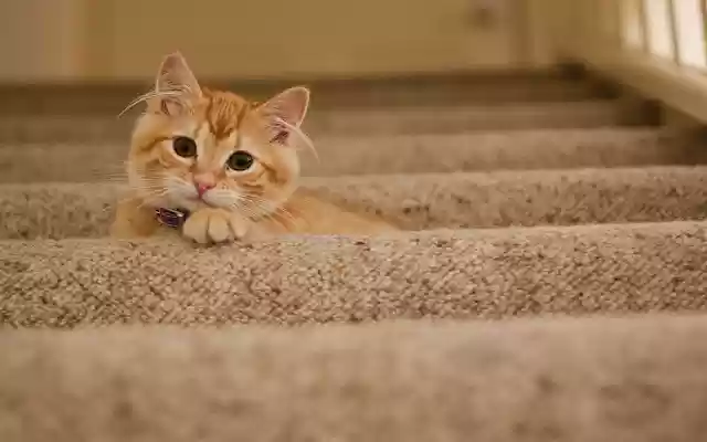 Cute Cats  Kittens Wallpapers  from Chrome web store to be run with OffiDocs Chromium online