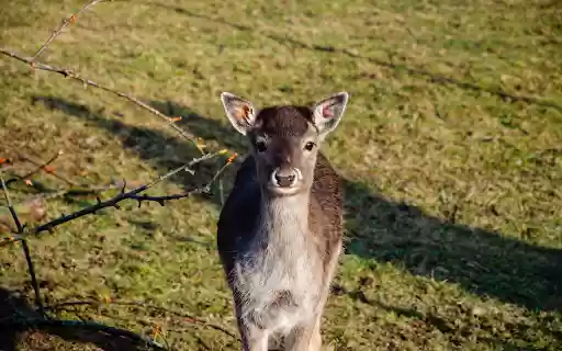 Cute Deer  from Chrome web store to be run with OffiDocs Chromium online