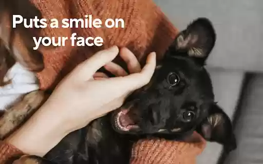 Cute Dog Wallpapers New Tab  from Chrome web store to be run with OffiDocs Chromium online