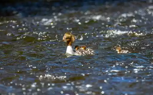 Cute Ducks  from Chrome web store to be run with OffiDocs Chromium online