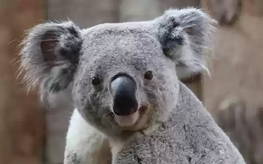 Cute Gray Koala  from Chrome web store to be run with OffiDocs Chromium online