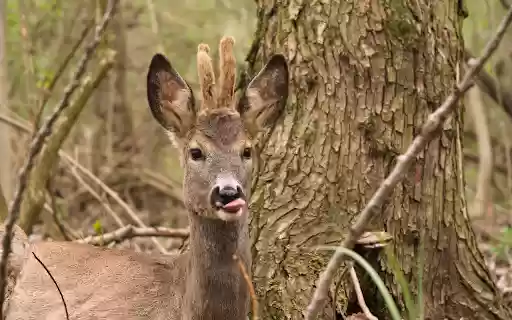 Cute Little Deer from Chrome web store to be run with OffiDocs Chromium online Cute Little Deer from Chrome web store to be run with OffiDocs Chromium online