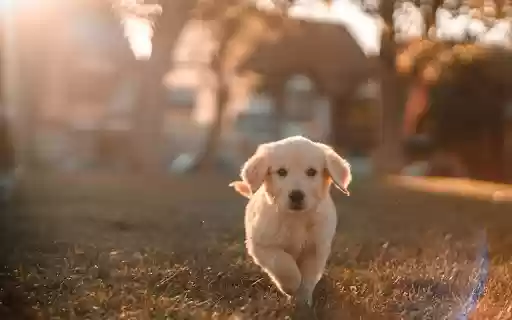 Cute little white dog  from Chrome web store to be run with OffiDocs Chromium online