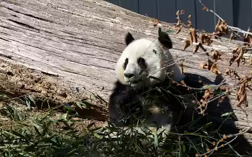 Cute Panda  from Chrome web store to be run with OffiDocs Chromium online