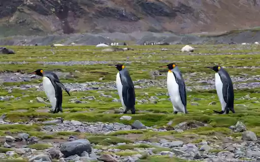 cute penguin  from Chrome web store to be run with OffiDocs Chromium online