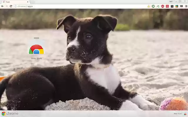 Cute Puppy Beach Theme from Chrome web store to be run with OffiDocs Chromium online Cute Puppy Beach Theme from Chrome web store to be run with OffiDocs Chromium online