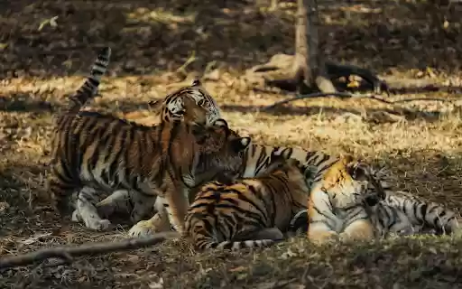 cute tiger cubs from Chrome web store to be run with OffiDocs Chromium online cute tiger cubs from Chrome web store to be run with OffiDocs Chromium online