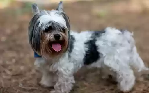 Cute Yorkshire Terrier Dog Outdoors  from Chrome web store to be run with OffiDocs Chromium online